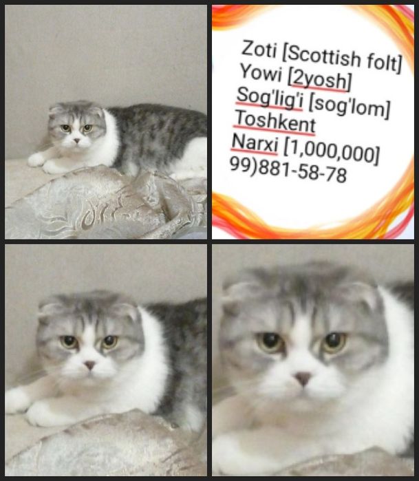 Мушук Сотилади 90$