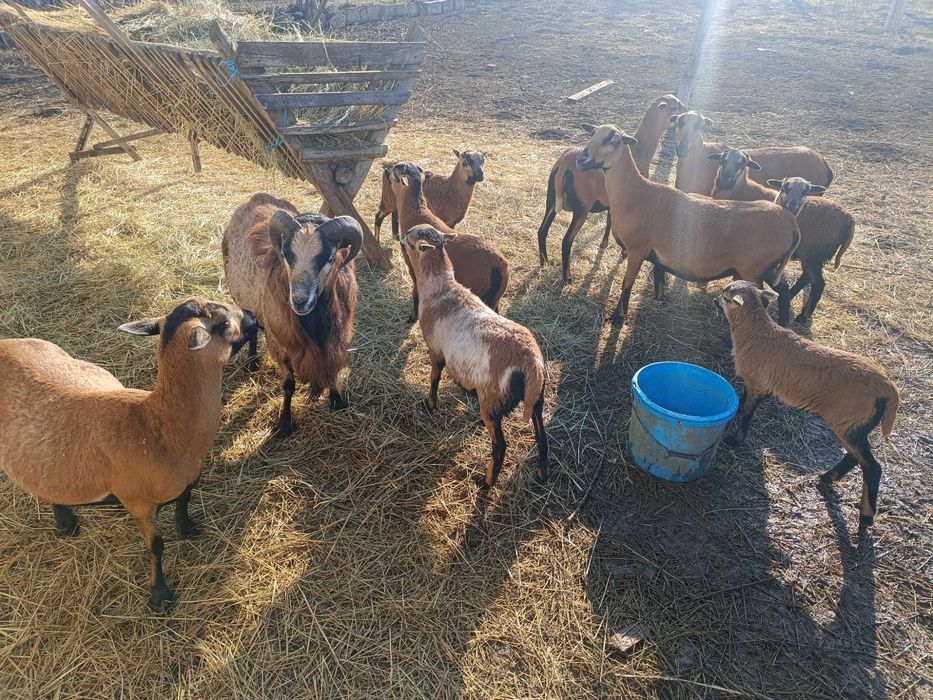 Oi camerun  9 bucati