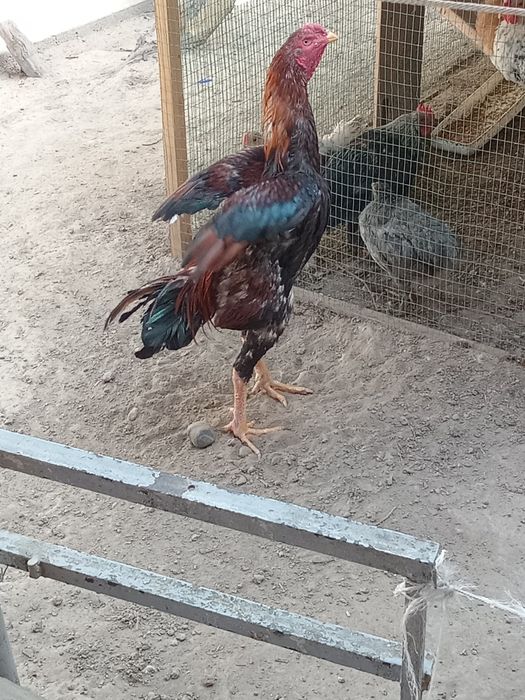 Дакан ху́роз 2 марта уришган