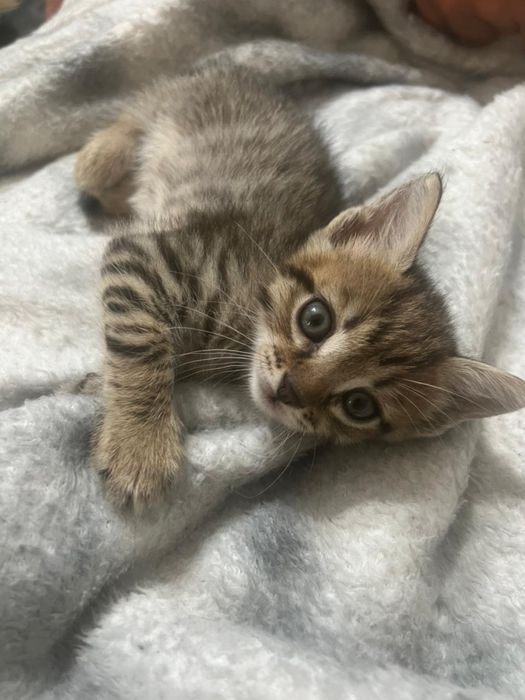 Котята 1,5 месяца
