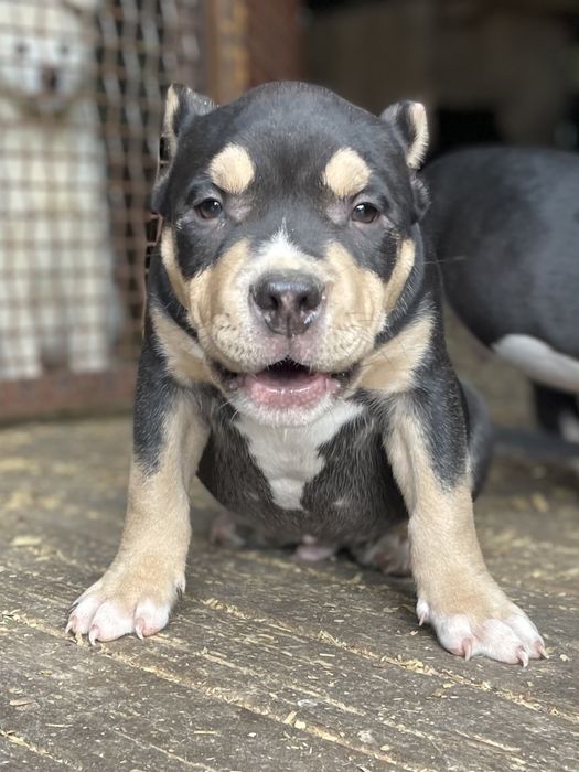 Щенки американский булли