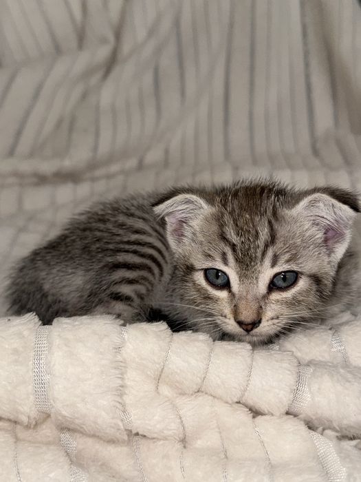 Котята в добрык руки