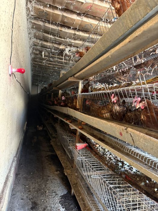 клетка для кур несушек