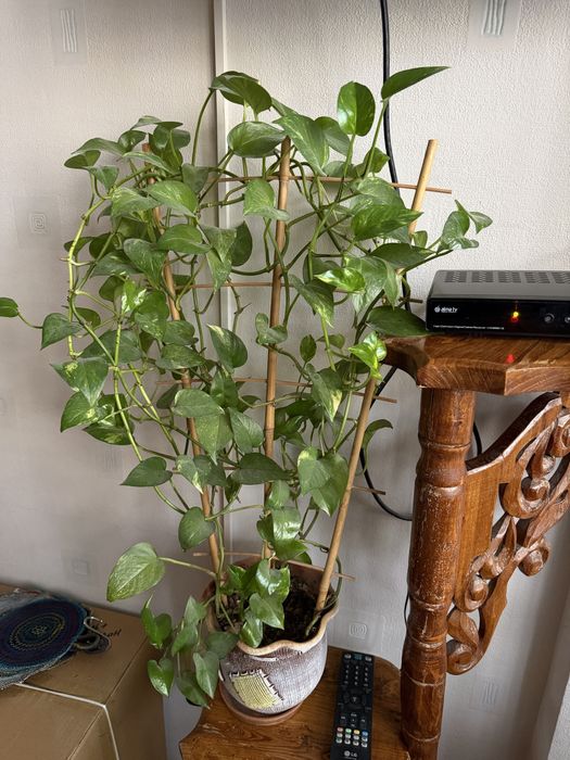 Комнатные цветы от 5.000 тг