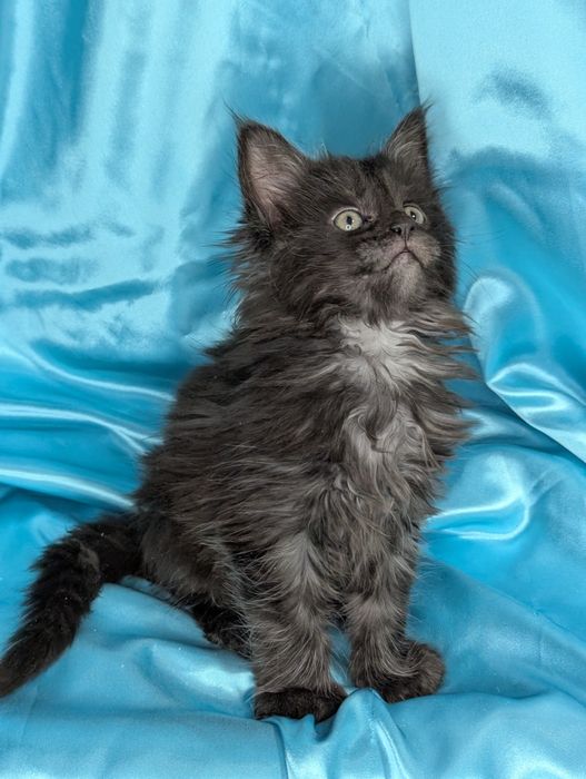 Мейн Кун Полидакт Бронь