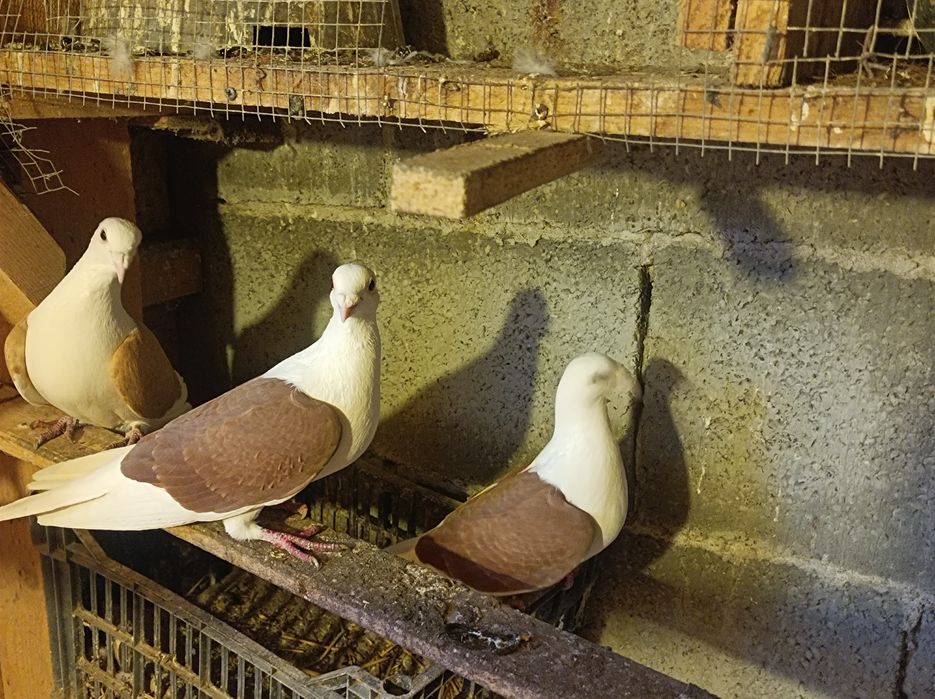 Porumbei voiajori căpăciți