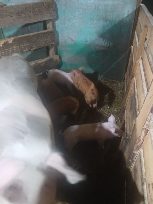 Продам поросят  1 месяц