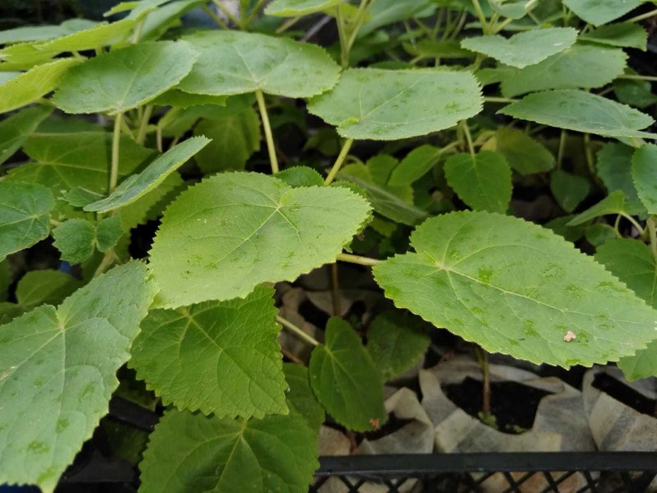 Puiet Pawlonia Tomentosa la pahare/ saculeti biodegradabili