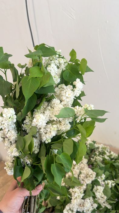 Букет сирении, и оптом все сорта есть