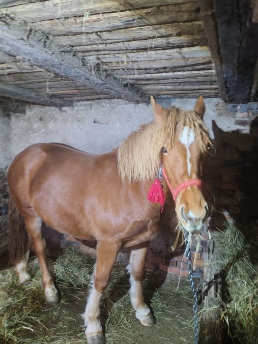 Se vinde ce se vede în poze