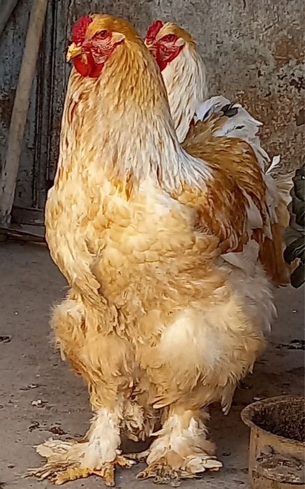 Лимон брама