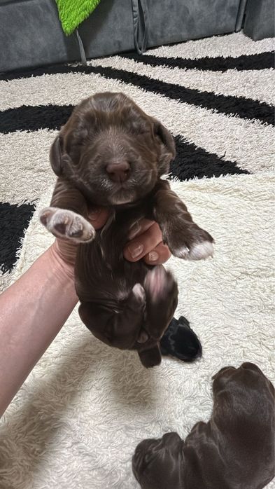 Щенки Спинниеля(Русский охотничий спаниель)