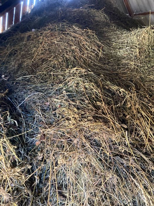 Vând fân amestecat cu lucernă