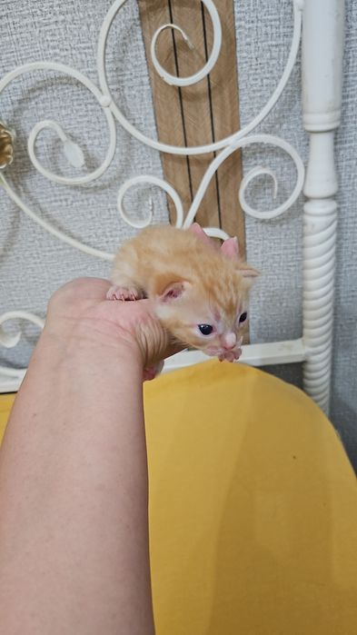 Отдам котят в хорошие руки