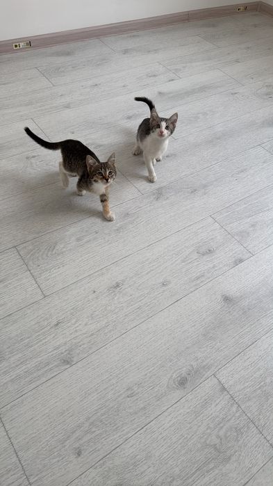 Отдадим в добрые руки котят