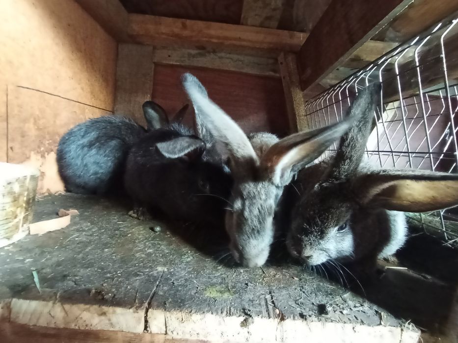 Кролики крольчата