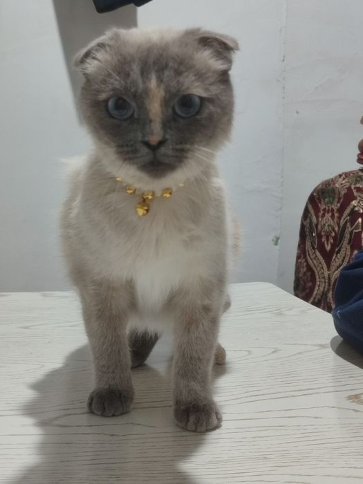 Продаётся кошка в добрые ручки