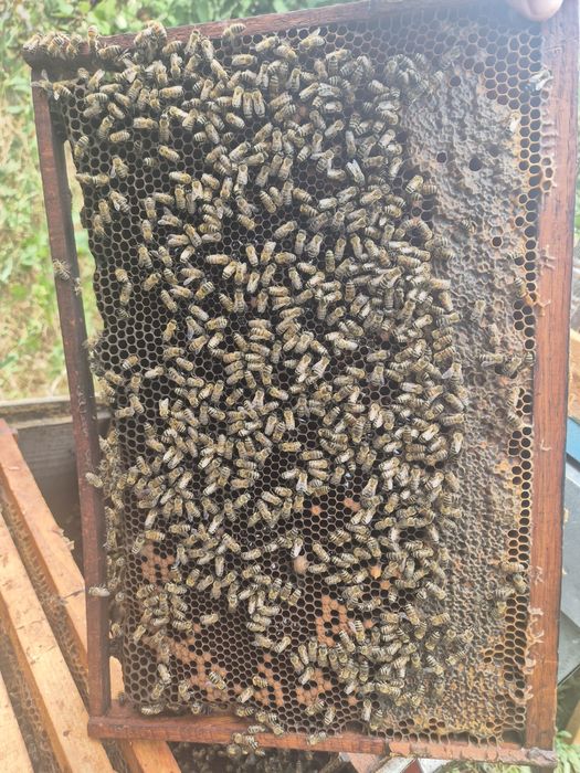 Vând familie de albine