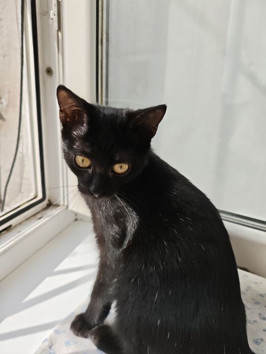 Отдам в добрые руки котенка