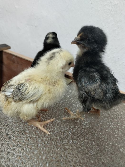 Продам домашних пятидневных циплят