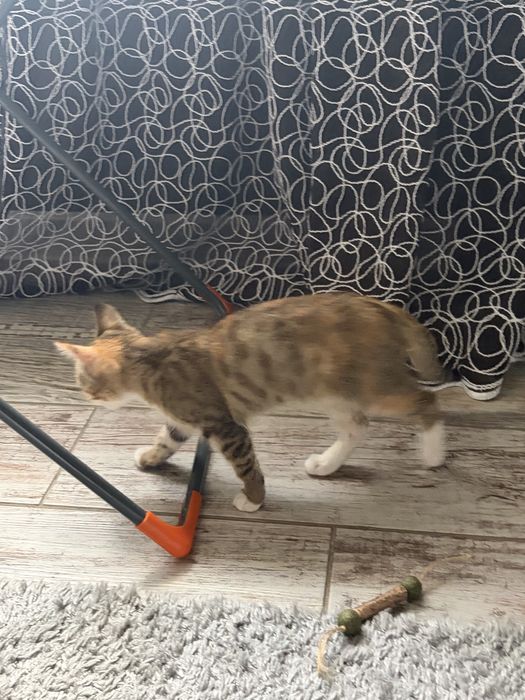 Котенок, 2-3 месяца