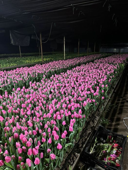 Цветы на 8 марта