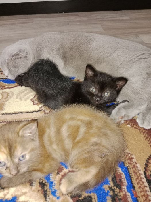 Котята шотландской породы.