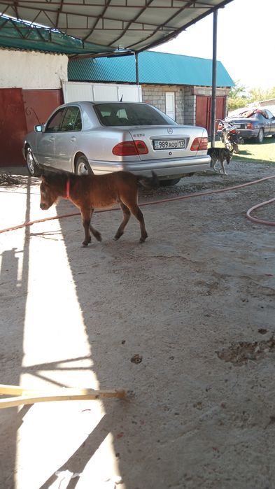Пони сатылады 3 бас