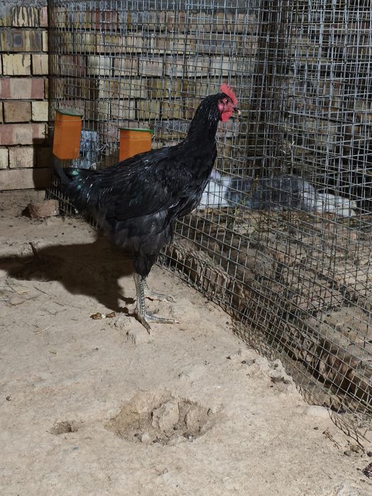 Qora shaxzoda Joja xoroz sotiladi