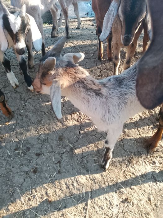 Țapi de rasă de 2 luni