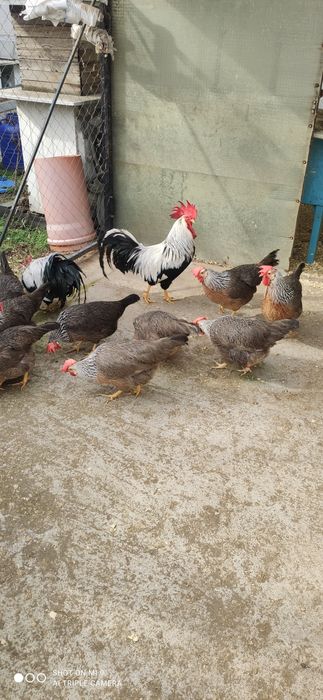 Cocos argintiu italian rasa ouătoare