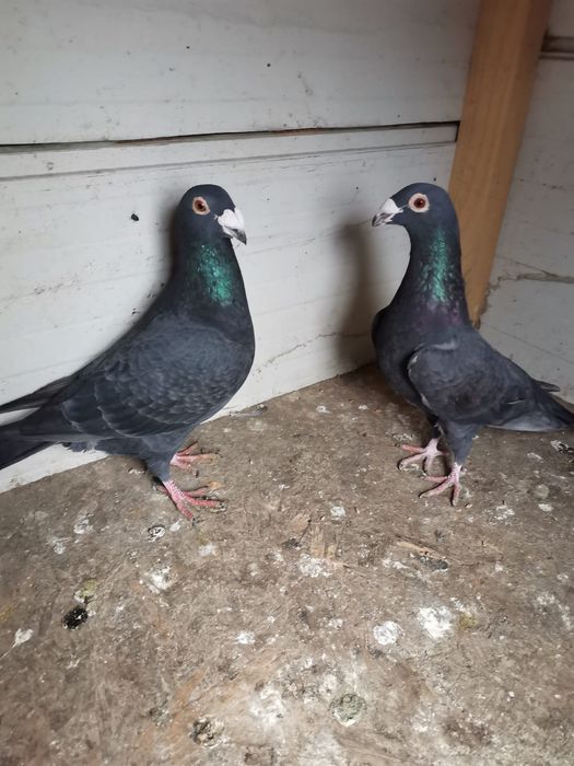 Vând porumbei voiajori italieni și voiajori stil vechi.
Preț 300 lei p