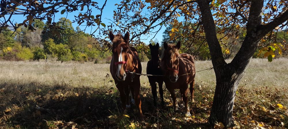 Vând iapa (7 ani)+mânz și iapa (2 ani)