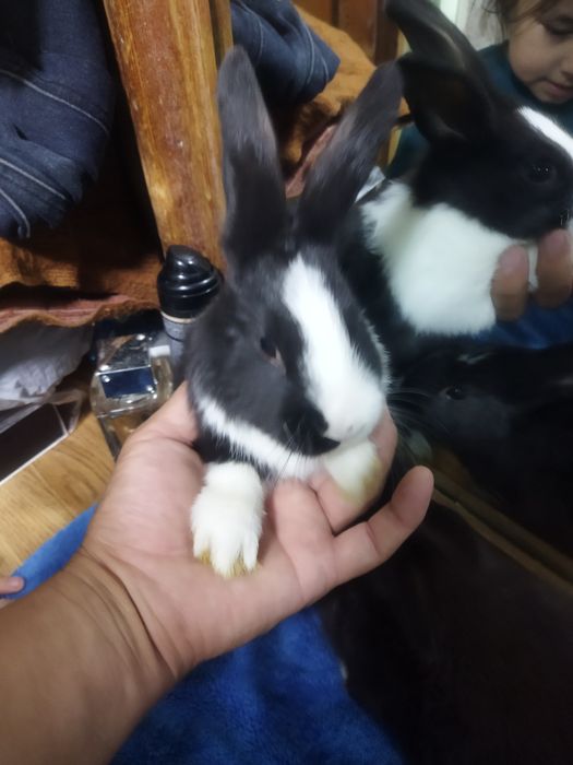 Quyon bollari sotiladi