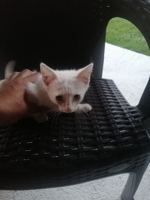 Бяло Коте на три месеца