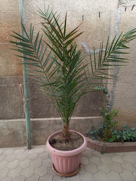 Финиковая пальма живая