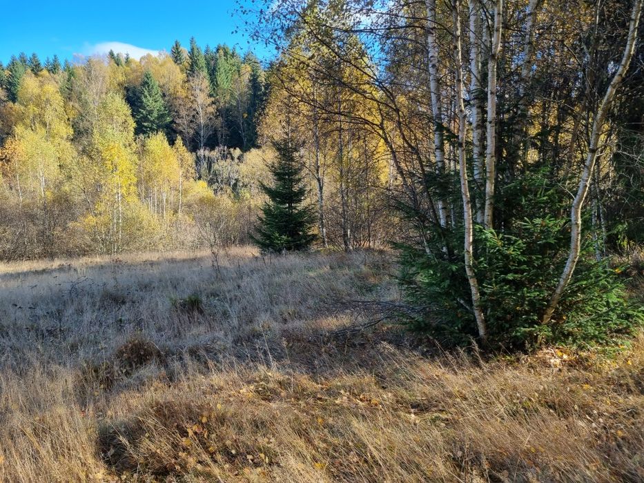 De vânzare teren  in Râșca