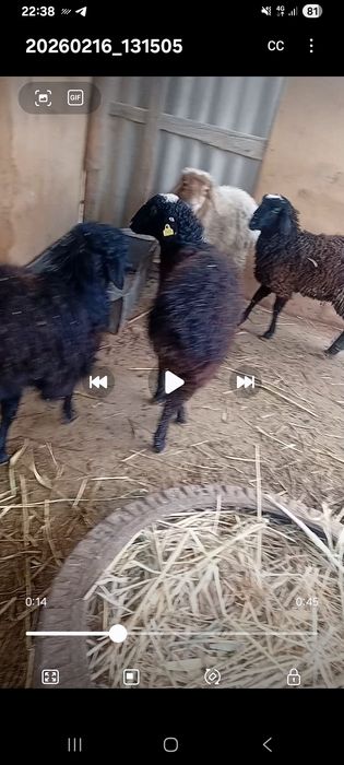 Токтылар сатылады