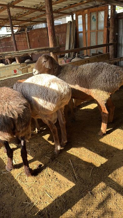 Продается бараны,қошкары,ягнята