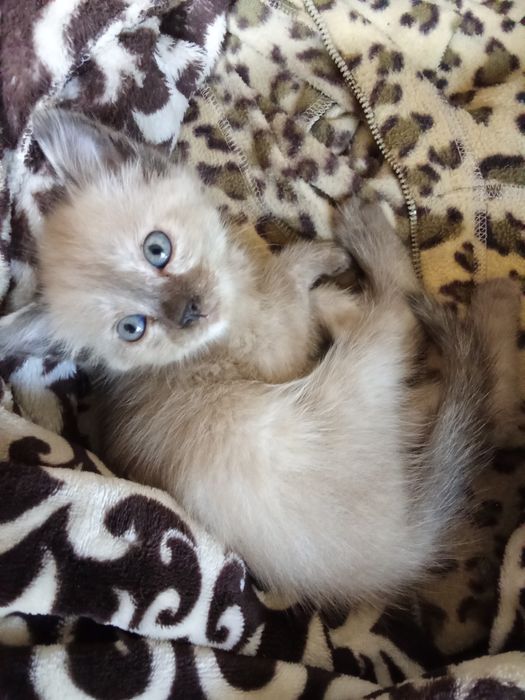 Отдам котят в добрые руки