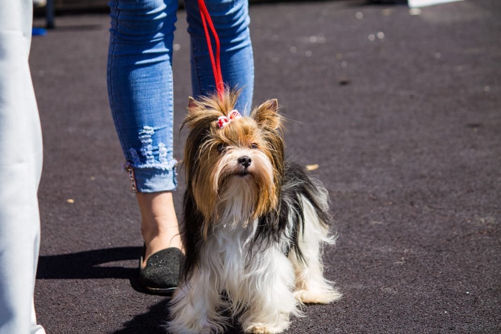 Продам щенков  бивера.