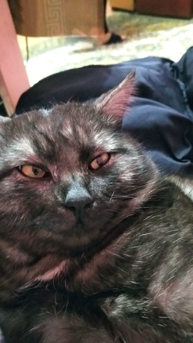 Потерялся кот Дымок