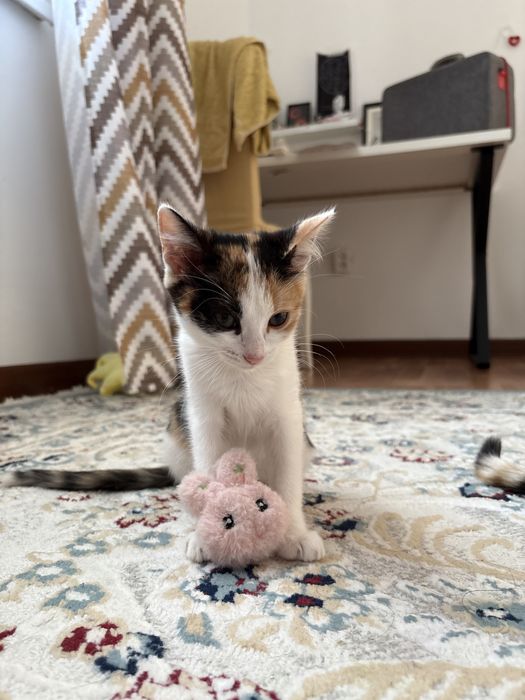 Котеночек девочка