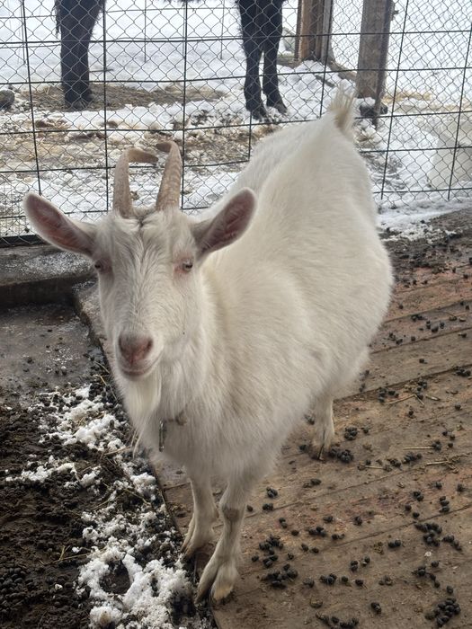 Козы молочные обмен интересно