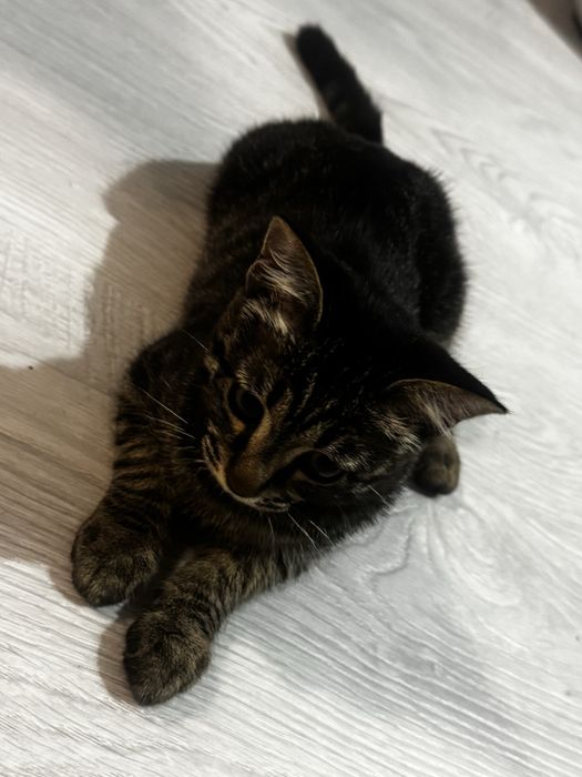 Ищем дом Котенку 3 месяца