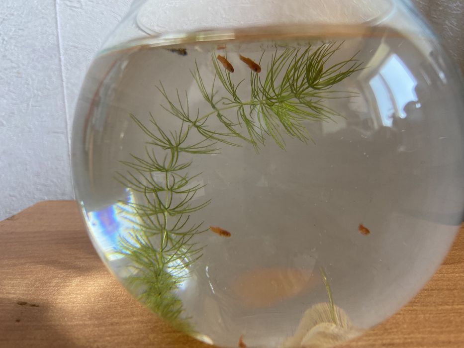 рыбки аквариумные мальки меченосцы