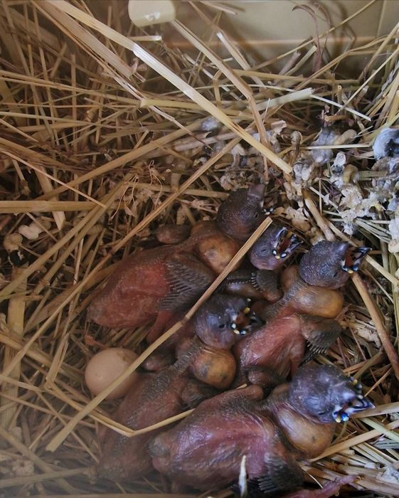 Гулдови Амадинки