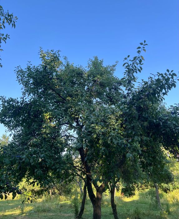 Vând prune de țuică