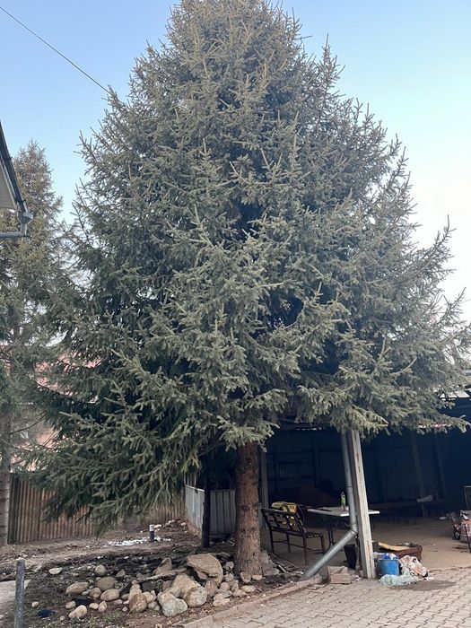 Ёлка натуральная