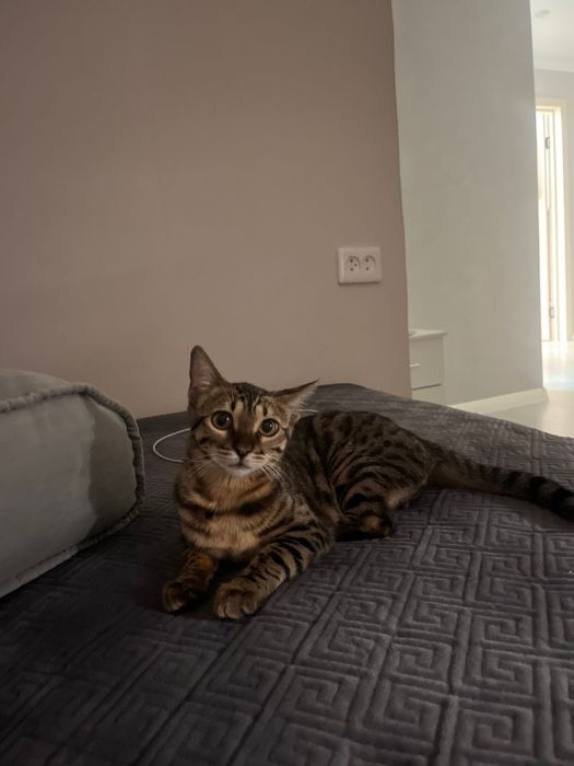 Родословная бенгальская кошка